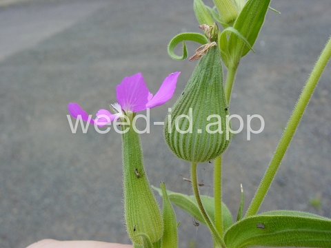catchfly, cone